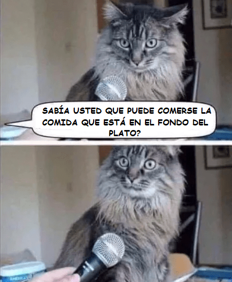 Malditos gatos  caprichosos