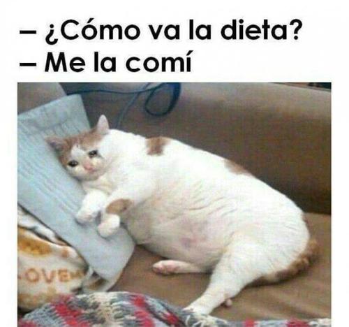 Cuando haces dos dietas