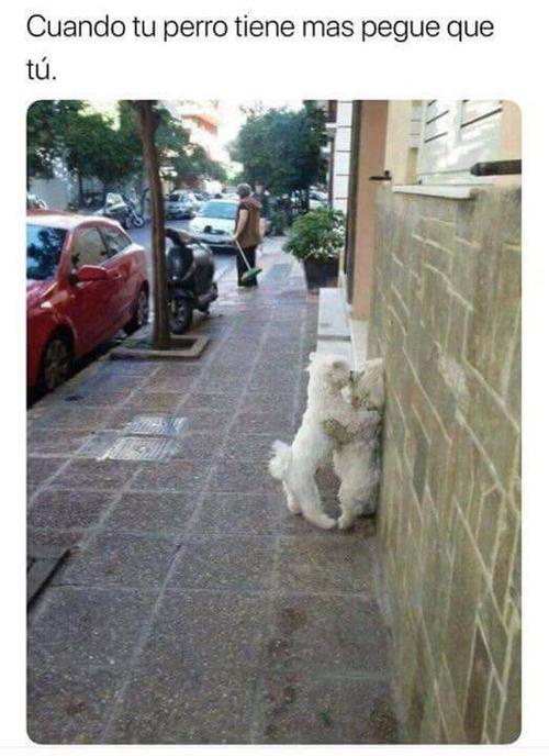 Tu perro tiene mas acción que tu