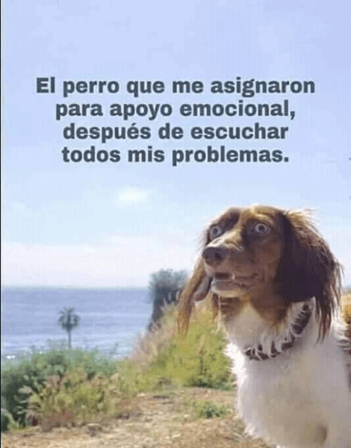 Me asignaron un perro