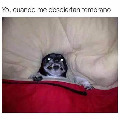 Cuando me despiertan