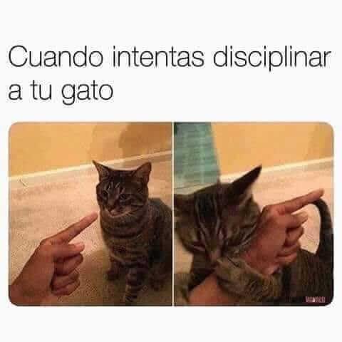 Cuando intentas domesticar al gato