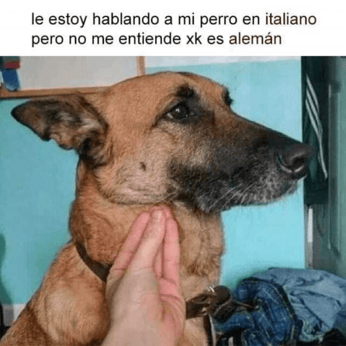 Cuando le hablo a mi perro en italiano