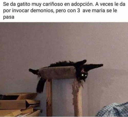 Gato endemoniado