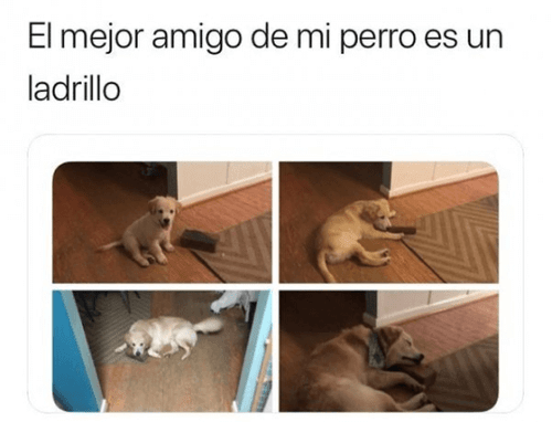 El mejor amigo de firulais