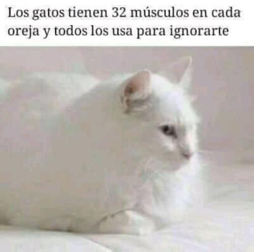 Todos los gatos tienen lo necesario para que?