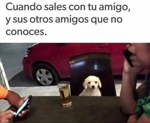 Con tu amigo firulais