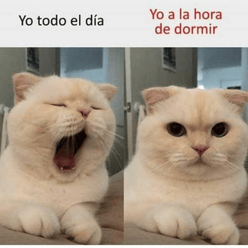 Todo el día