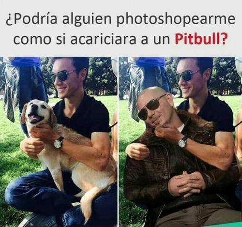 Photoshop con pitbull