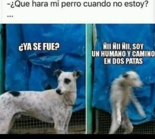 Mi perro cuando no estoy