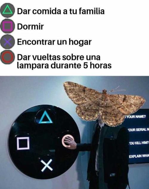 Las moscas y las polillas hacen lo mismo verdad?