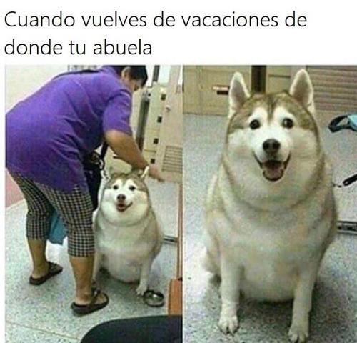 Cuando vuelves de vacaciones