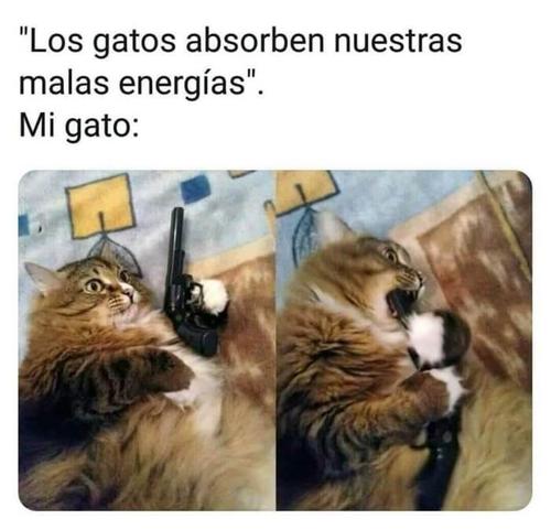 Los gatitos absorben las malas energías