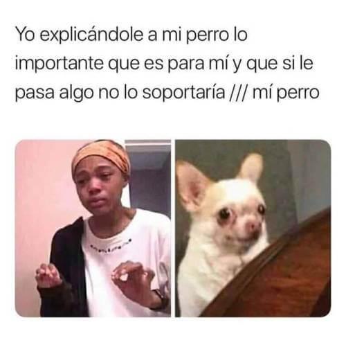 Yo explicándole a mi perro lo importante que es