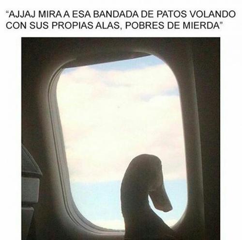 Pato nivel dios