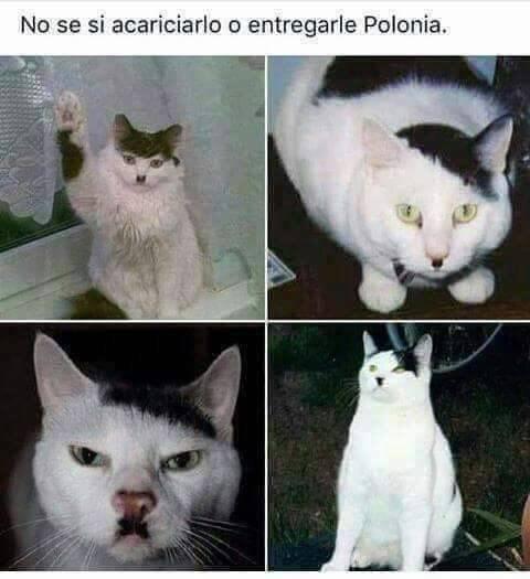 No se si es un gato fiable